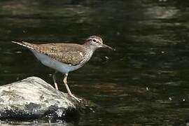 Common Sandpiper