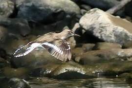 Common Sandpiper