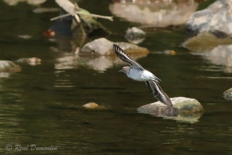 Common Sandpiperadult breeding, Flight