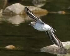 Common Sandpiper