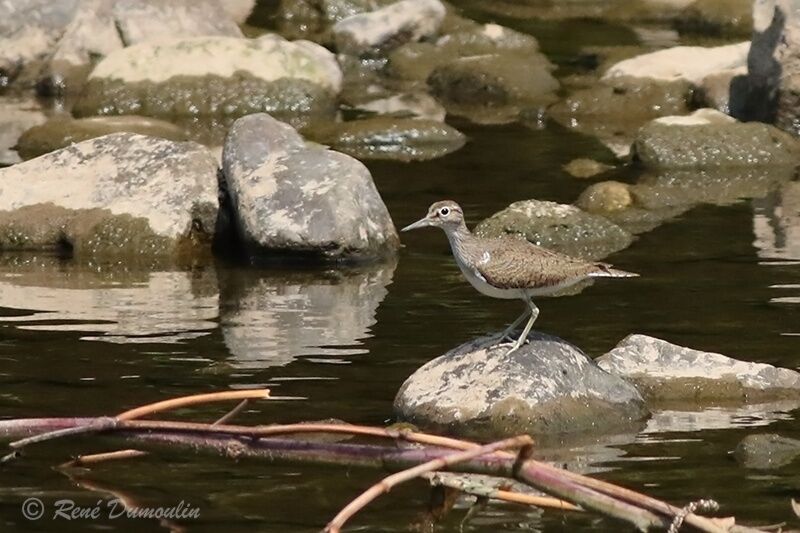 Common Sandpiperadult breeding, identification