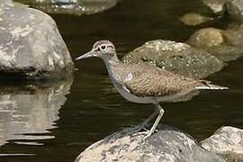 Common Sandpiper