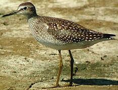 Wood Sandpiper