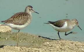 Wood Sandpiper