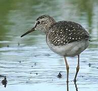 Wood Sandpiper