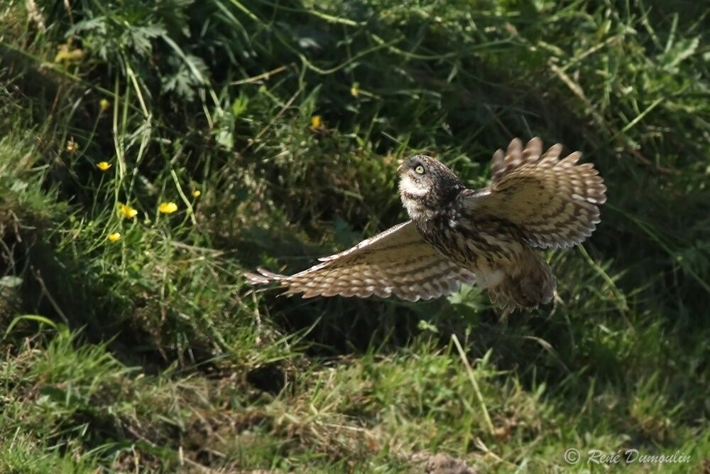 Little Owladult, Flight