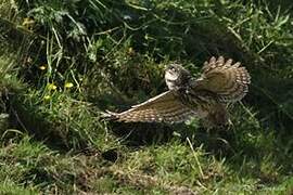 Little Owl