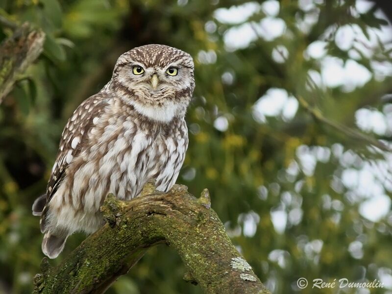 Little Owladult, identification