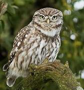 Little Owl