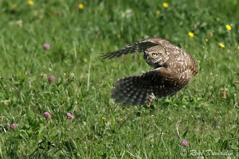 Little Owladult, Flight