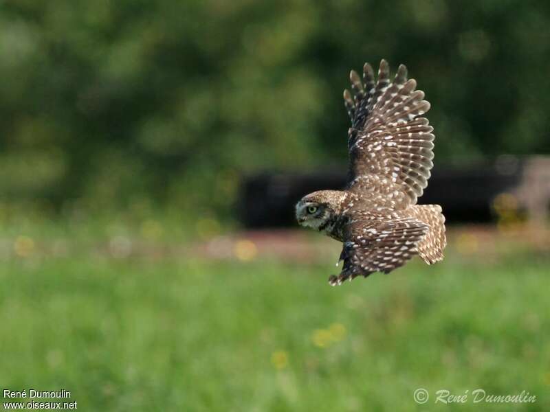 Little Owladult, Flight