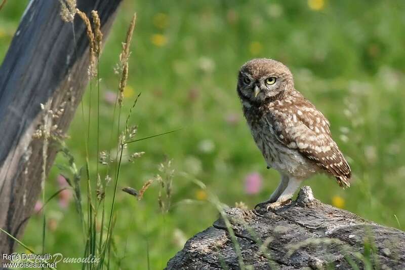 Little Owljuvenile, identification