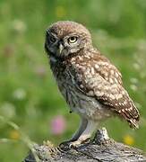 Little Owl