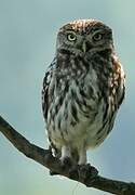 Little Owl