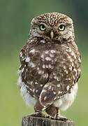 Little Owl