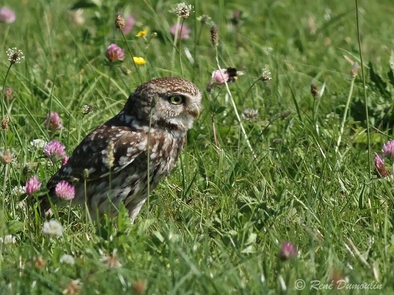 Chevêche d'Athénaadulte, identification