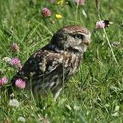 Little Owl