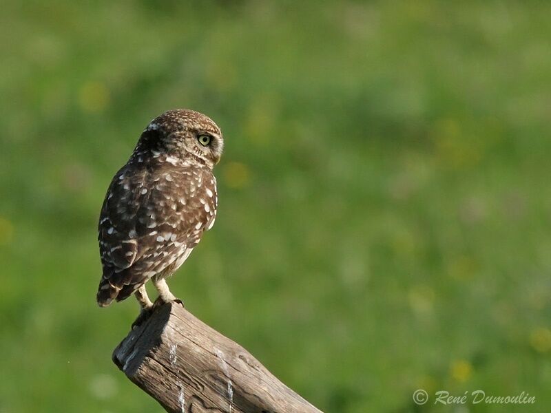 Chevêche d'Athénaadulte, identification