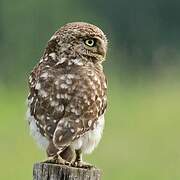 Little Owl