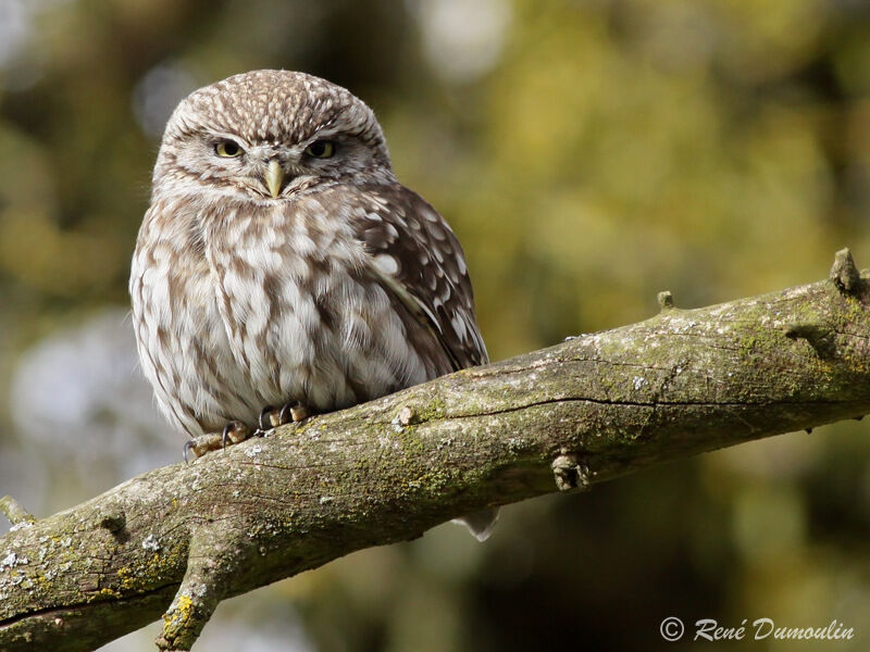 Chevêche d'Athénaadulte, identification