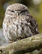 Little Owl