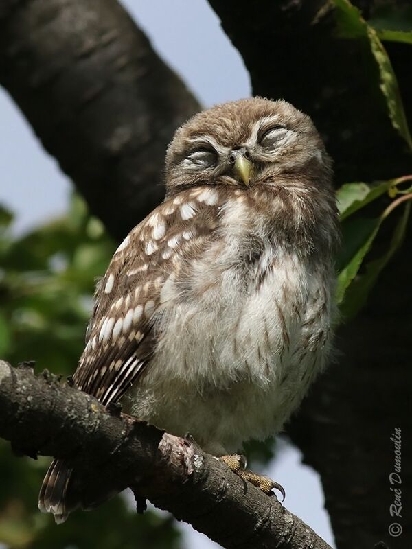 Little Owljuvenile, identification