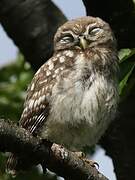 Little Owl