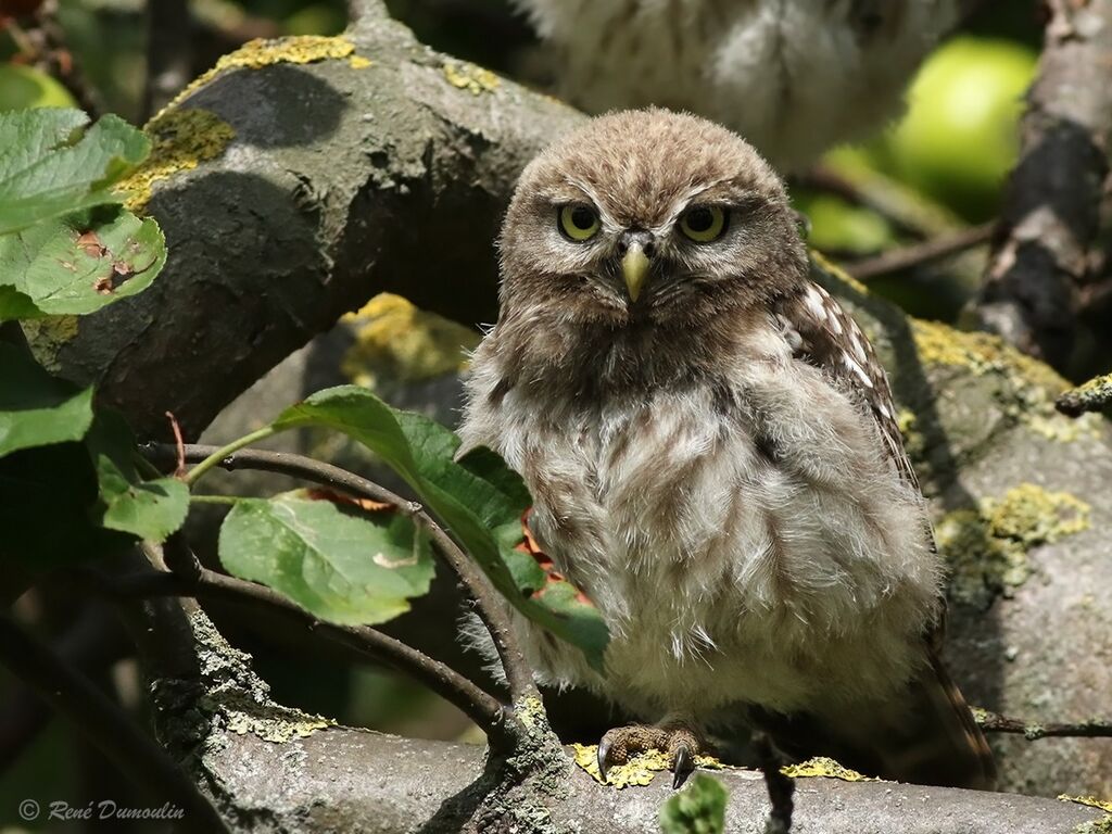 Little Owljuvenile, identification