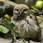 Little Owl