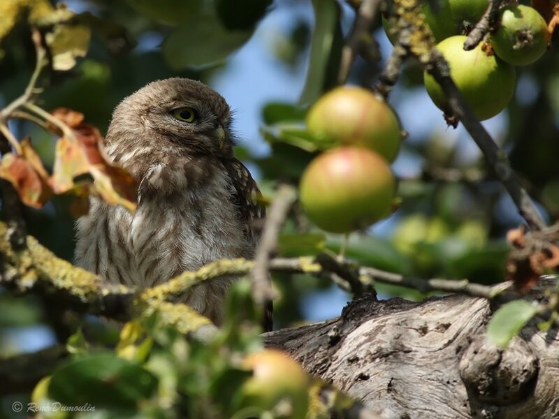 Little Owljuvenile, identification
