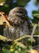 Little Owl