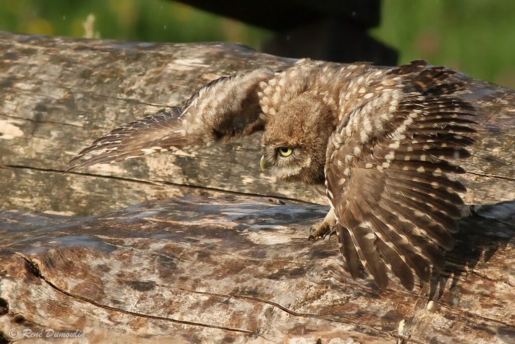 Little Owl