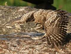 Little Owl