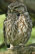 Little Owl