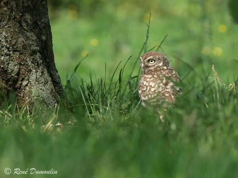 Little Owljuvenile, identification