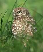 Little Owl