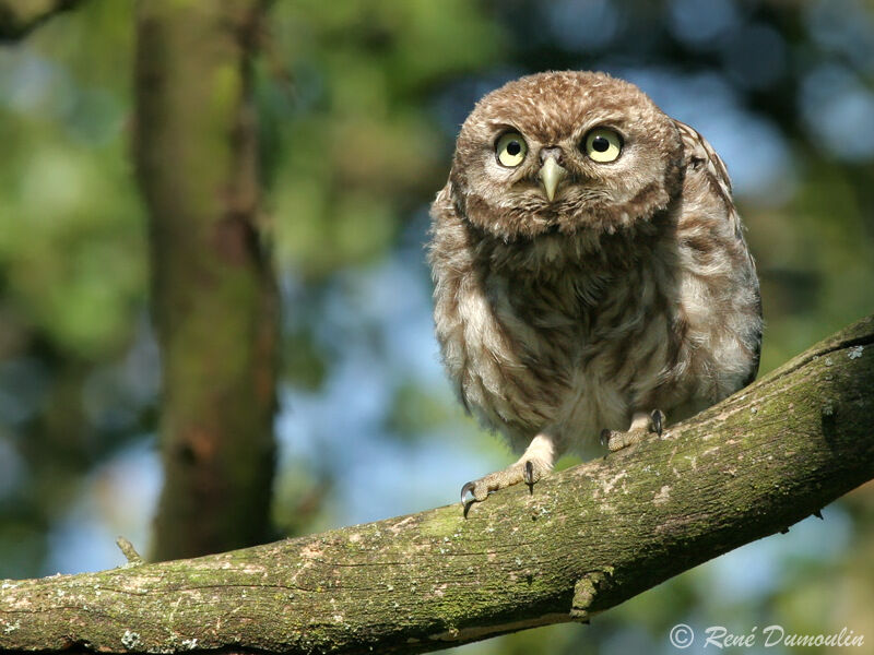 Little Owljuvenile