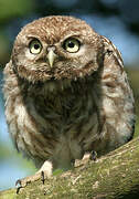 Little Owl