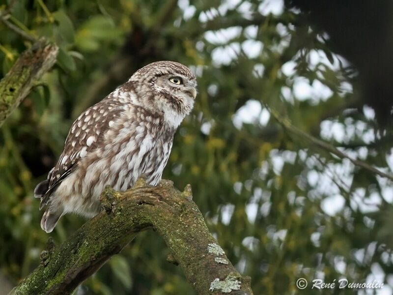 Little Owladult, identification, song