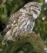 Little Owl