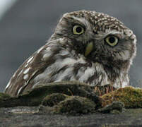 Little Owl