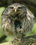 Little Owl