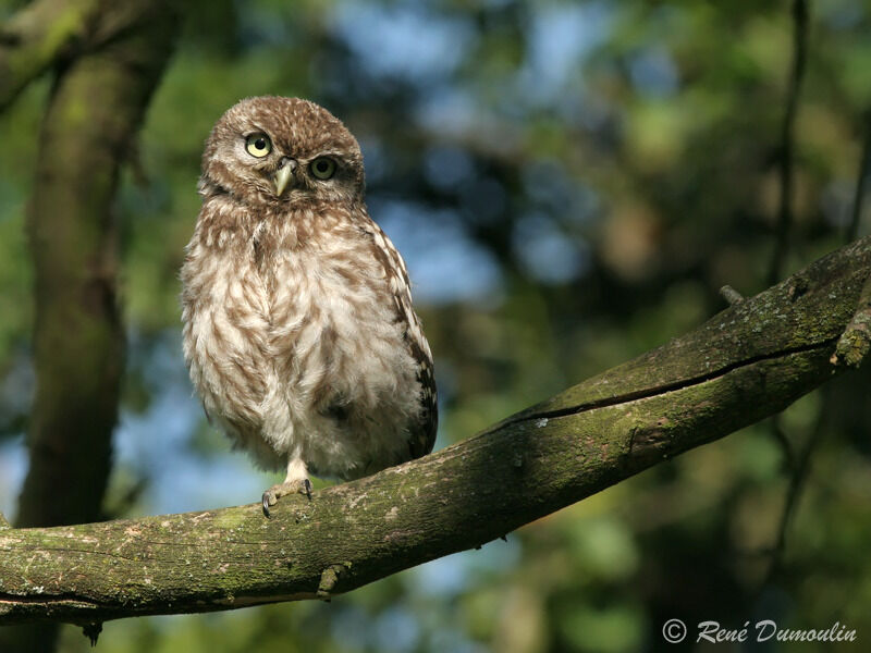 Little Owljuvenile