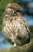 Little Owl