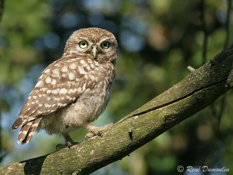 Little Owljuvenile, identification