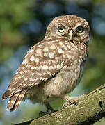 Little Owl