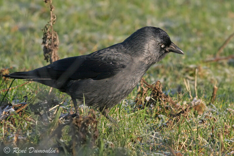 Western Jackdawadult, identification