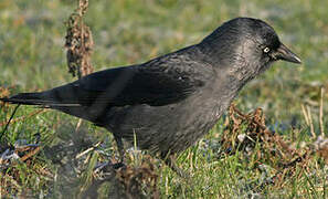 Western Jackdaw