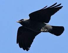 Western Jackdaw