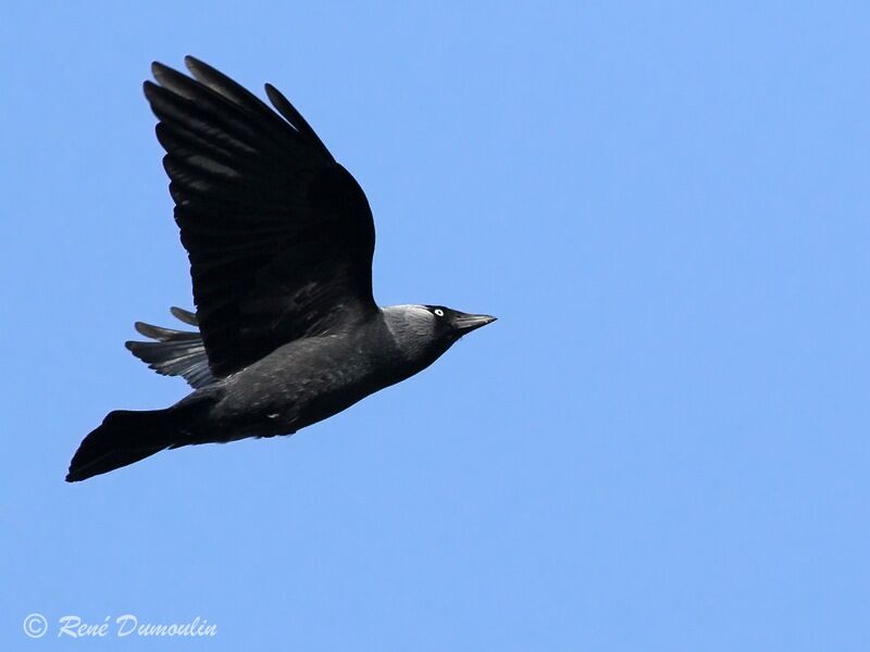 Western Jackdawadult, Flight